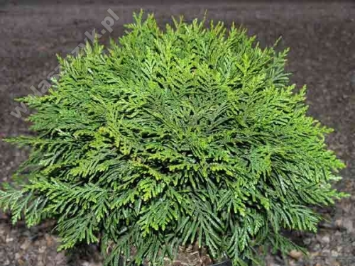 Thuja plicata 'Eschrichs Grüne Kugel'
